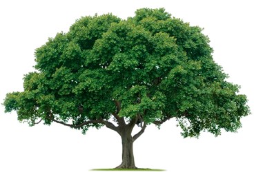 اجرای طرح کاشت درخت به مناسبت روز درختکاری توسط پتروایران